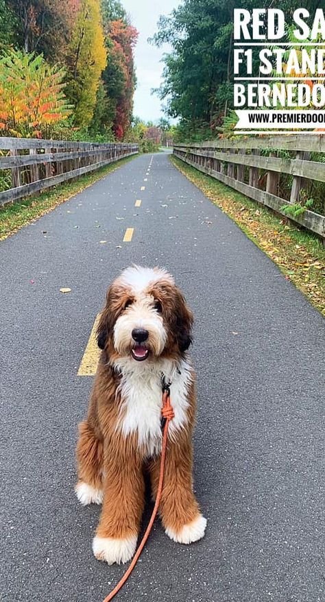 Bernedoodle
