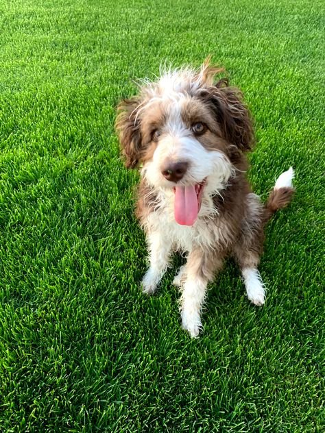 Aussiedoodle
