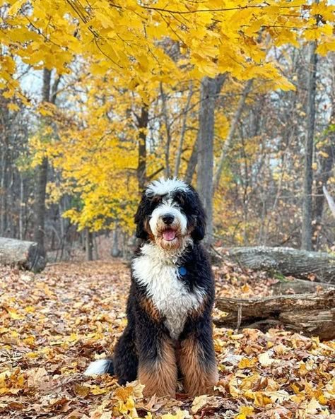 Bernedoodle
